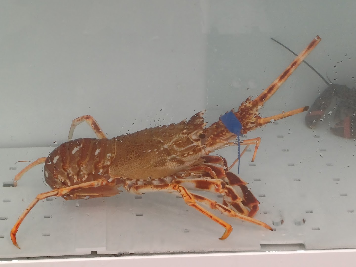 Le Loup Le Homard et la Crevette - Les Sorinières · Photos 2